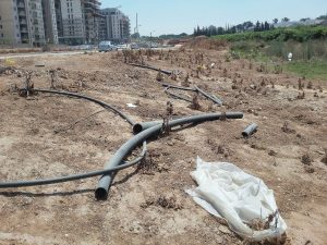 סביוני גליל ים. צילום שחר קהלני