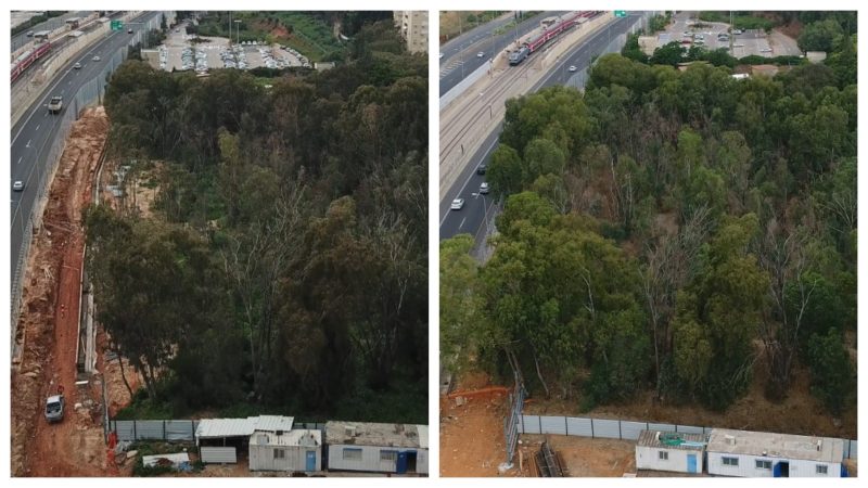 מימין: יער אוסישקין במאי 2018. משמאל: היער בפברואר 2019. צילומים צביקה שורצמן
