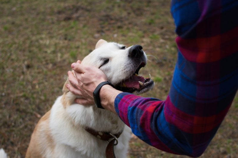 קייטנת כלבים בשרון. תמונה ממאגר Shutterstock