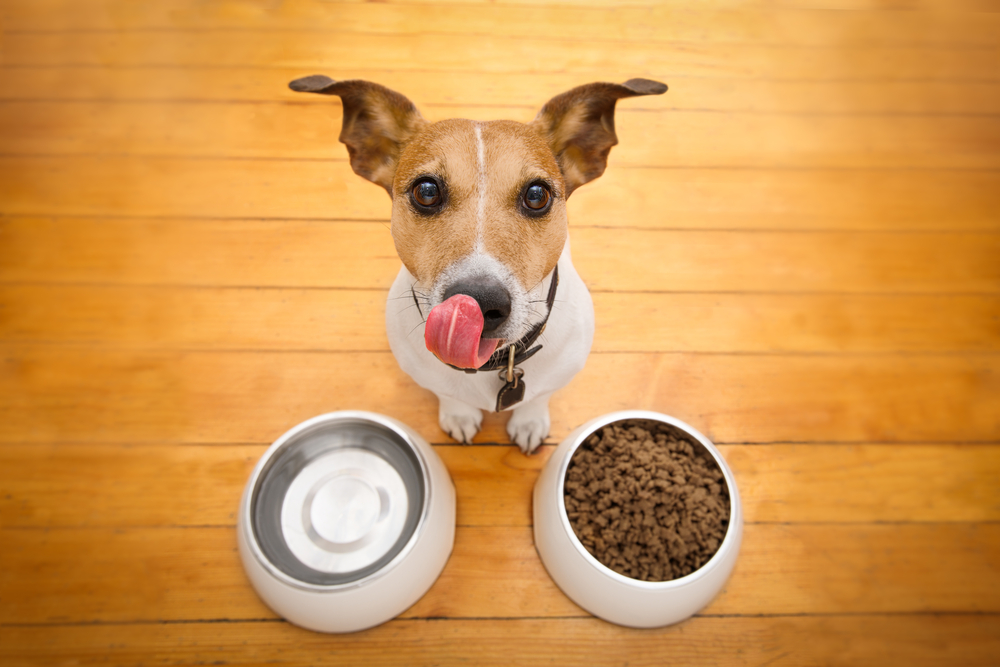 מזון לכלבים בצורן. תמונה ממאגר Shutterstock. צילום: Javier Brosch