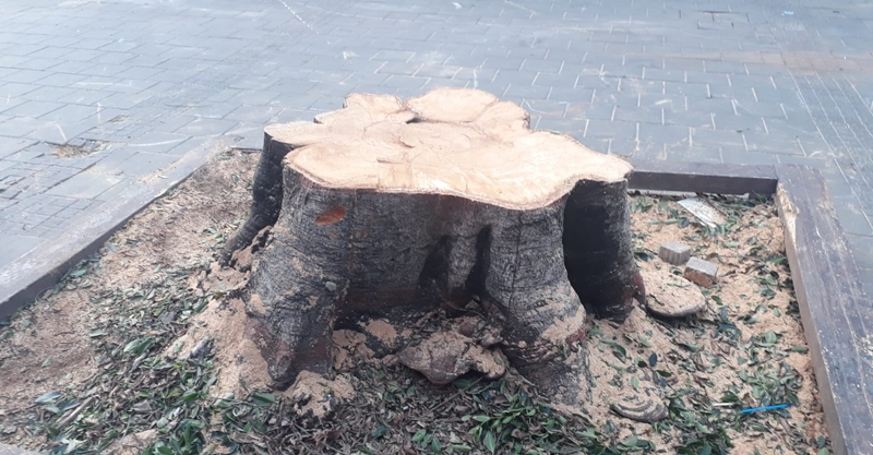 עץ הפיקוס נכרת בשוק העירוני בכפר סבא. צילום ביקורת בונה