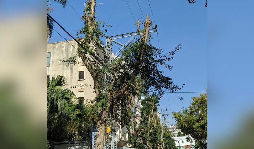 העץ וכבלי החשמל צילום באדיבות התושבים