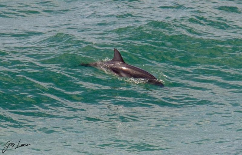 דולפין ממין סטנלה מול חופי הרצליה, צילום גיא לויאן ואלון פן רשות הטבעה והגנים