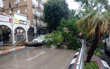עץ שקרס ברחוב ויצמן, צילום שרץ ברשת, פרסום לפי סעיף 27א בחוק זכויות יוצרים