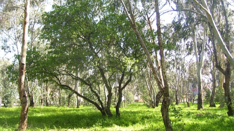 יער קפלן בכפר סבא, צילום דוברות העירייה